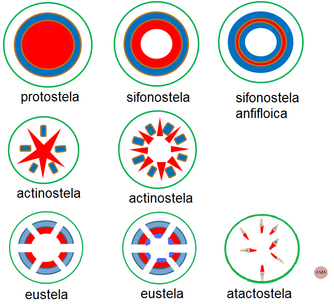 Eustela: disposición de los haces vasculares colaterales o bicolaterales abiertos, ordenados en un círculo y separados por radios medulares.