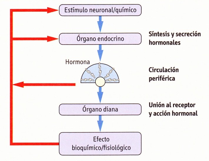 Procesos endócrinos