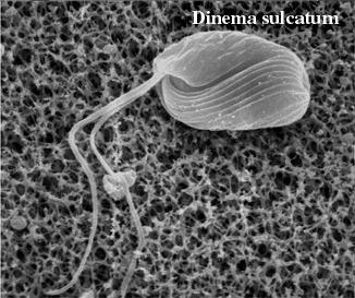 5.CILIOS Y FLAGELOS Son prolongaciones de la membrana plasmática dotadas de movimiento que aparecen en muchos tipos de células animales.