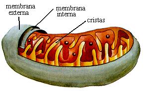 MITOCONDRIA Organela formada por dos membranas lipoprotéicas. Dentro se realiza el proceso de extracción de energía de los alimentos: respiración celular.