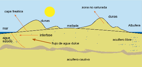 Introducción La capa freática se extiende a modo de manto subterráneo por todo el subsuelo de la Devesa, a cotas siempre superiores del nivel del mar.