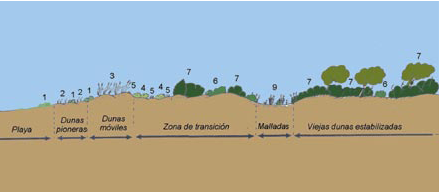Introducción Figura 2: Reconstrucción de las unidades geomorfológicas de la Devesa.