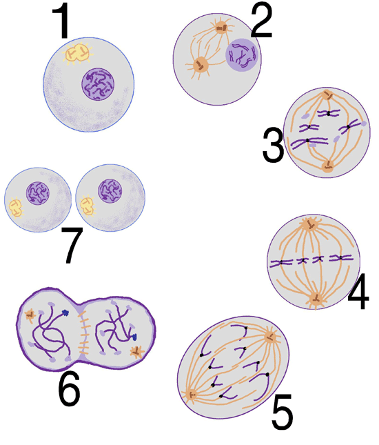 13 La división celular mitótica La división celular mitótica o mitosis es un proceso complejo que se divide en