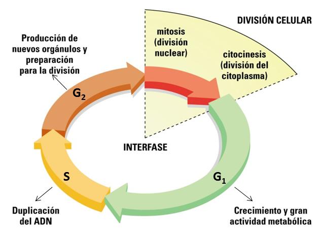 2 El ciclo celular El ciclo celular representa la serie de eventos que ocurren desde el momento en que una célula ha terminado de dividirse, hasta el momento en que vuelve a dividirse nuevamente.
