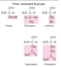 3) Polares no cargados o neutros Lys: posee un grupo amino primario Arg: presenta un grupo guanidium protonado His: su grupo R es un anillo imidazólico.