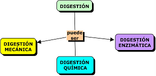 3. Digestión enzimática Se produce en el intestino delgado, mediante la acción de enzimas segregadas por el páncreas, fundamentalmente.