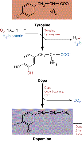 Hidroxilasa de tirosina