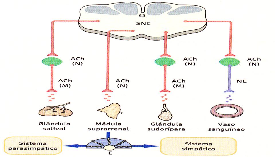 Acetilcolina Neuronas posganglionares