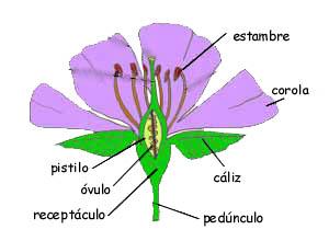 Plantas con flores (ESPERMATOFITAS) Angiospermas