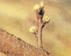 Órganos de fructificación: El melocotonero produce únicamente sobre madera del año anterior y sólo fructifica una vez cada rama.