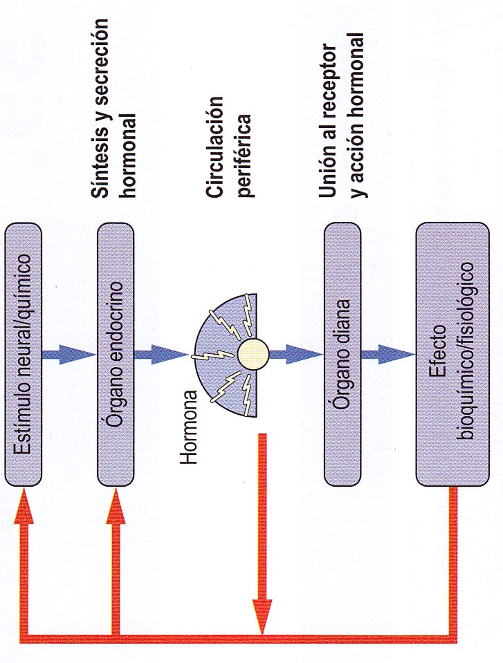 Procesos endócrinos básicos.
