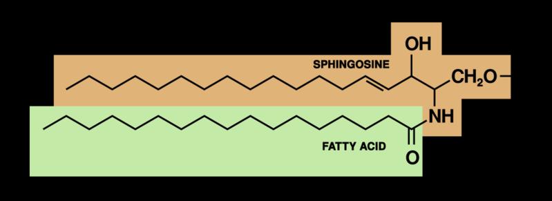 Figura 2. Núcleo común de los esteroides (a) y Colesterol (b) (c) Figura 3. Un esfingolípido (c) Los ácidos grasos contienen largas cadenas de átomos de carbono y el grupo carboxilo en un extremo.