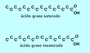 Puede haber solamente enlaces sencillos entre los átomos de carbono (ácidos grasos saturados) o estas cadenas pueden contener un doble enlace carbono-carbono (ácidos monoinsaturados), o pueden