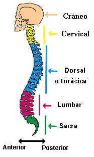 Pares de Nervios Raquídeos Cervical (nuca) del C1 al C8 Dorsal (espalda) del D1 al D12 Lumbar (espalda