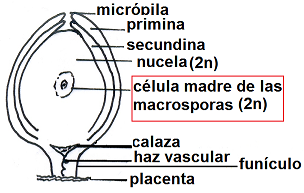 posee dos tegumentos (primina y secundina) que rodean al tejido fértil llamado nucela (diploide = 2n) y dejan una pequeña abertura que es el poro micropilar o micrópila hasta donde llega el tubo