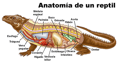 Un vaso deferente entra en la cloaca por delante del uréter y desemboca en el pene, que esta ubicado en la pared inferior de la cloaca.