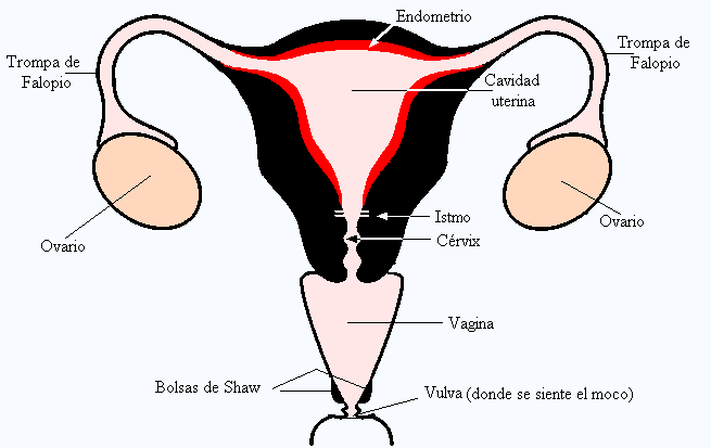 Estructura del ovario Folículo maduro Epitelio germinal Oocito 2º (ovocito) Médula Folículos primarios Epitelio germinal: Capa más externa de células