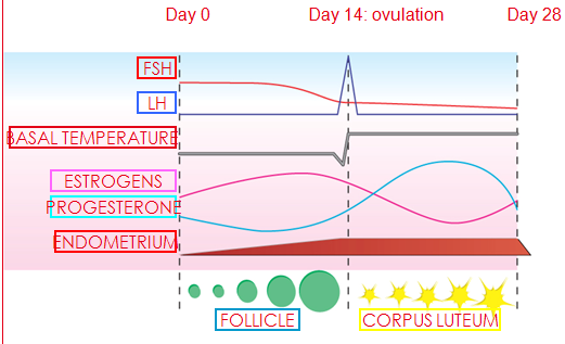 Fases del Ciclo Menstrual Fase 1 Sangrado Menstrual (día 1 al día 5).