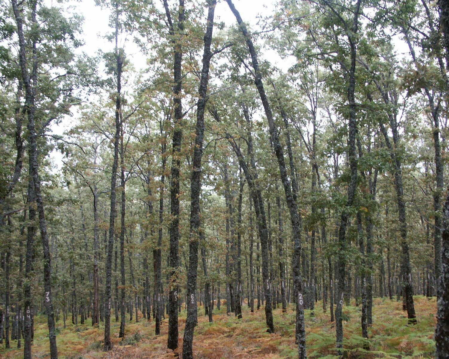 La madera de roble español de Quercus robur, Quercus petraea y Quercus pyrenaica tiene una calidad enológica similar e intermedia a la francesa y americana, de reconocido prestigio en la crianza de