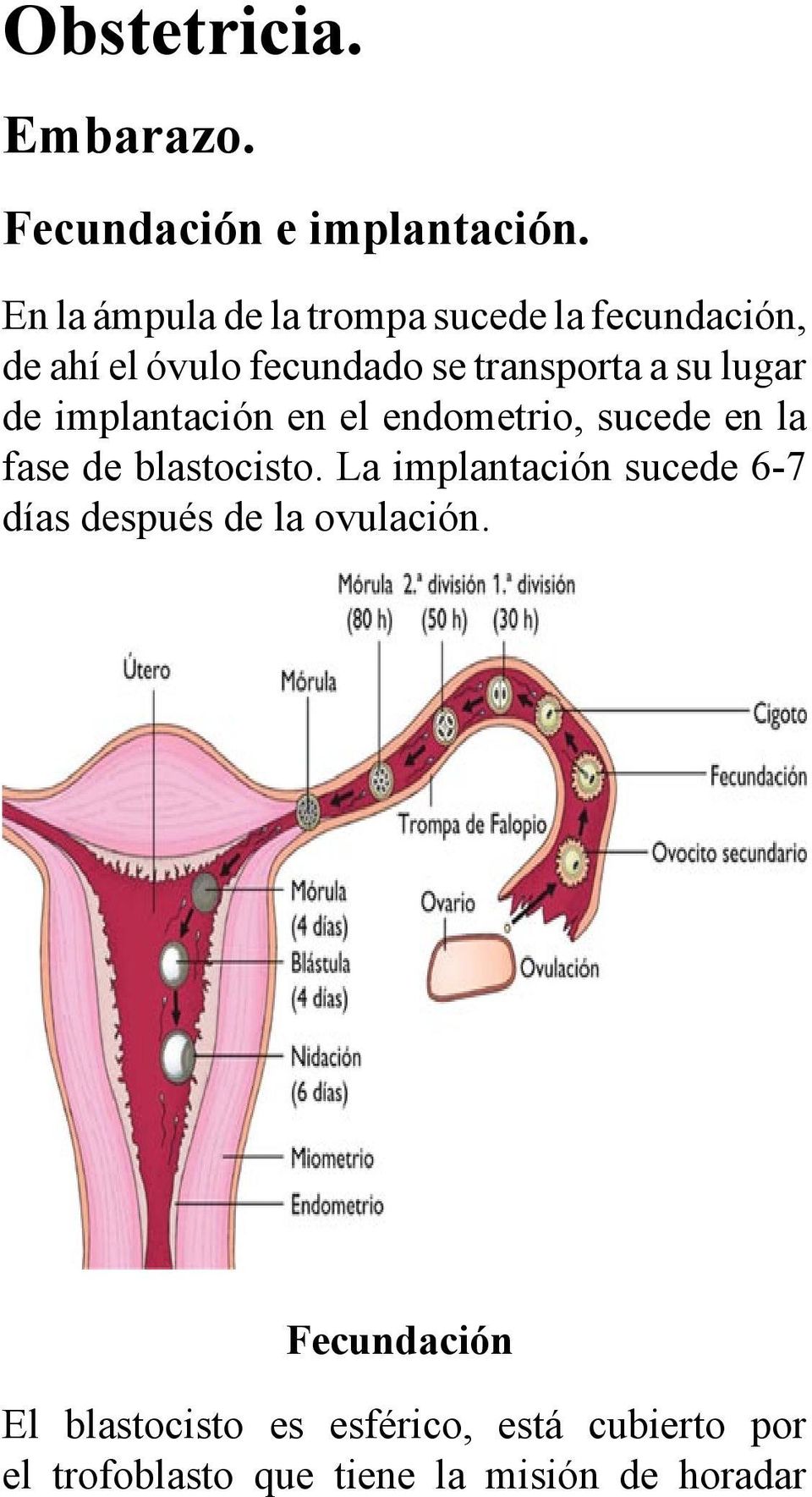 lugar de implantación en el endometrio, sucede en la fase de blastocisto.