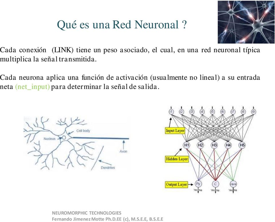neuronal típica multiplica la señal transmitida.