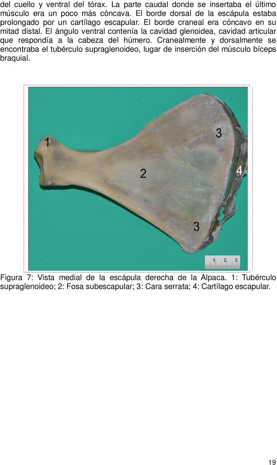 El ángulo ventral contenía la cavidad glenoidea, cavidad articular que respondía a la cabeza del húmero.