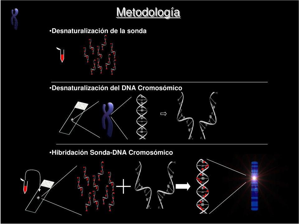Desnaturalización del DNA