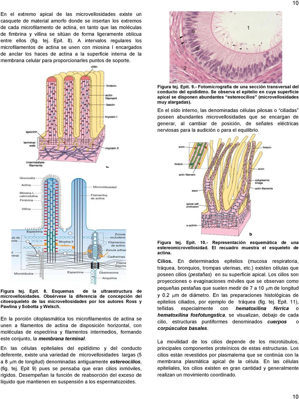 A intervalos regulares los microfilamentos de actina se unen con miosina I encargados de anclar los haces de actina a la superficie interna de la membrana celular para proporcionarles puntos de