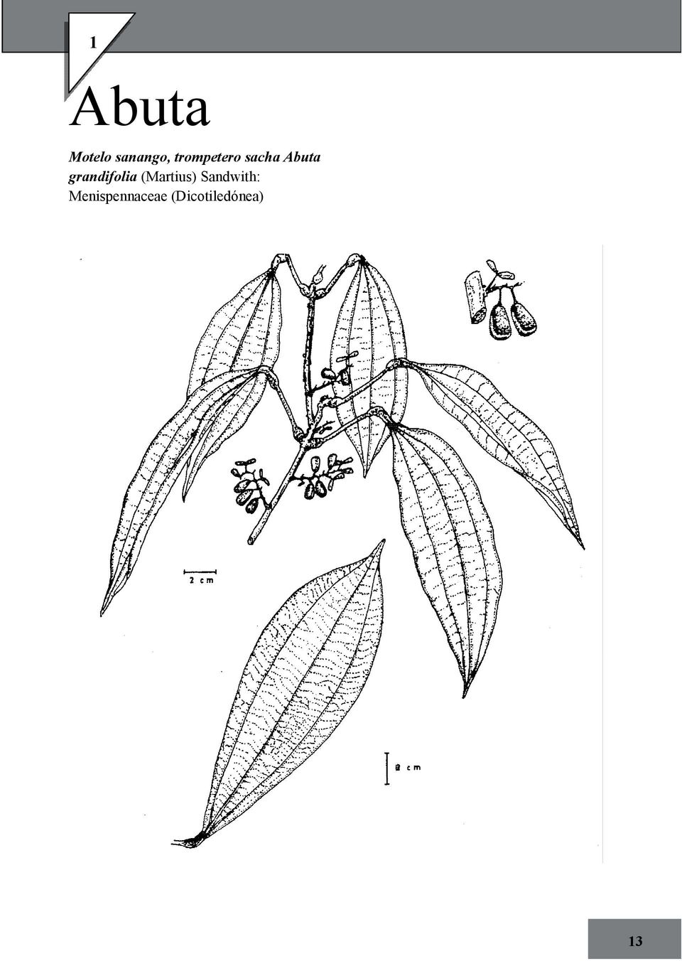 grandifolia (Martius)