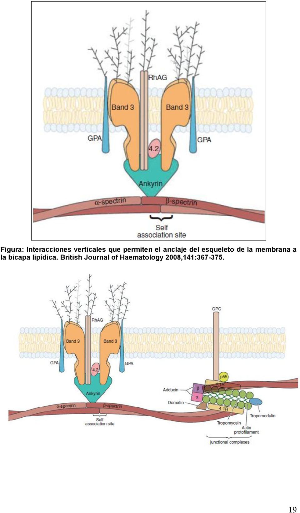 membrana a la bicapa lipídica.