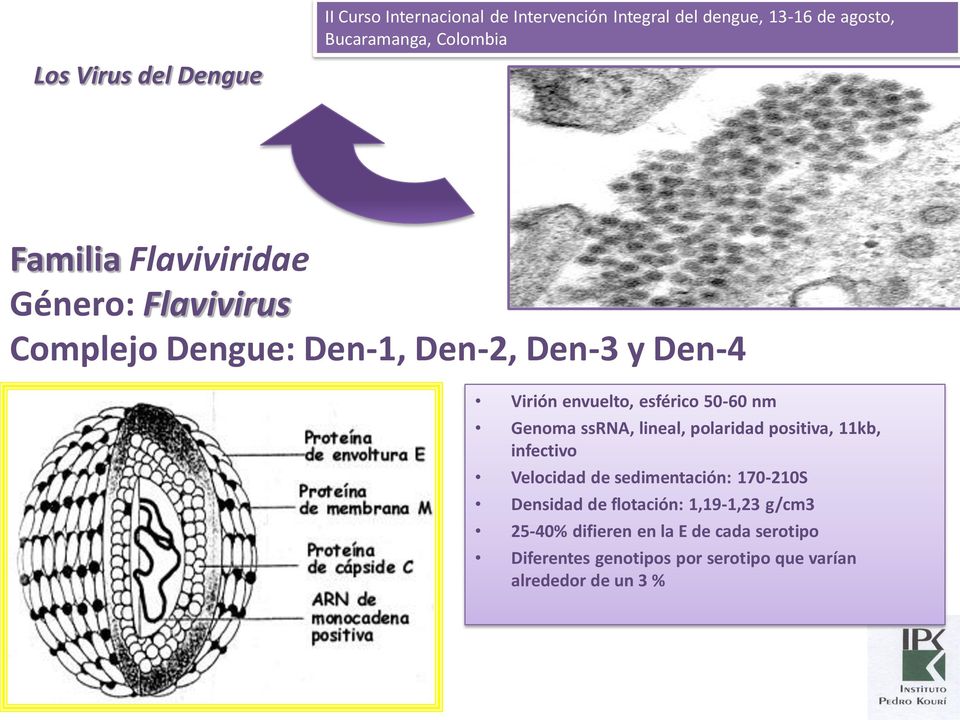 11kb, infectivo Velocidad de sedimentación: 170-210S Densidad de flotación: 1,19-1,23 g/cm3