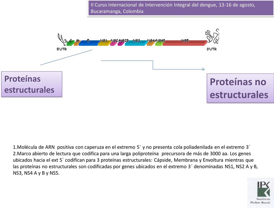 Marco abierto de lectura que codifica para una larga poliproteína precursora de más de 3000 aa.