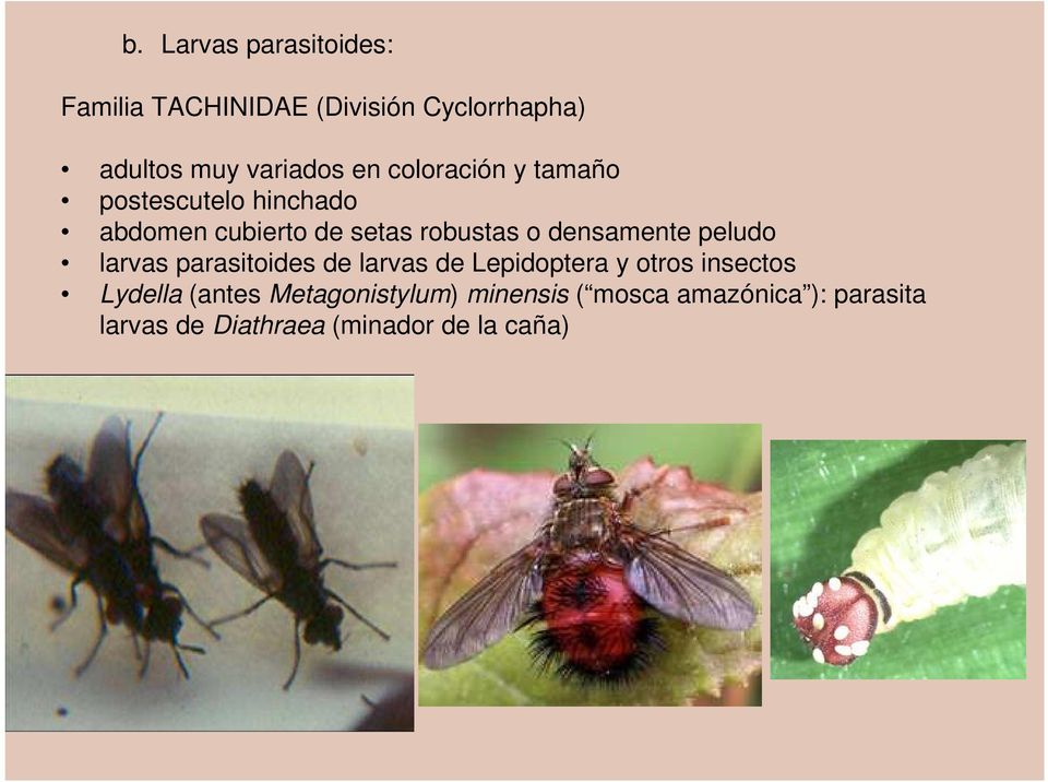 densamente peludo larvas parasitoides de larvas de Lepidoptera y otros insectos Lydella