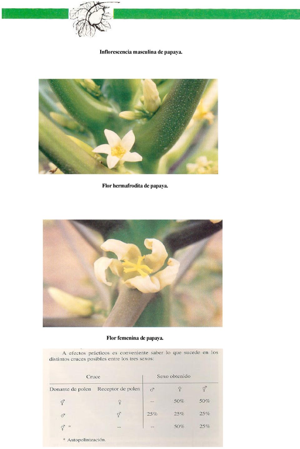 Flor hermafrodita de
