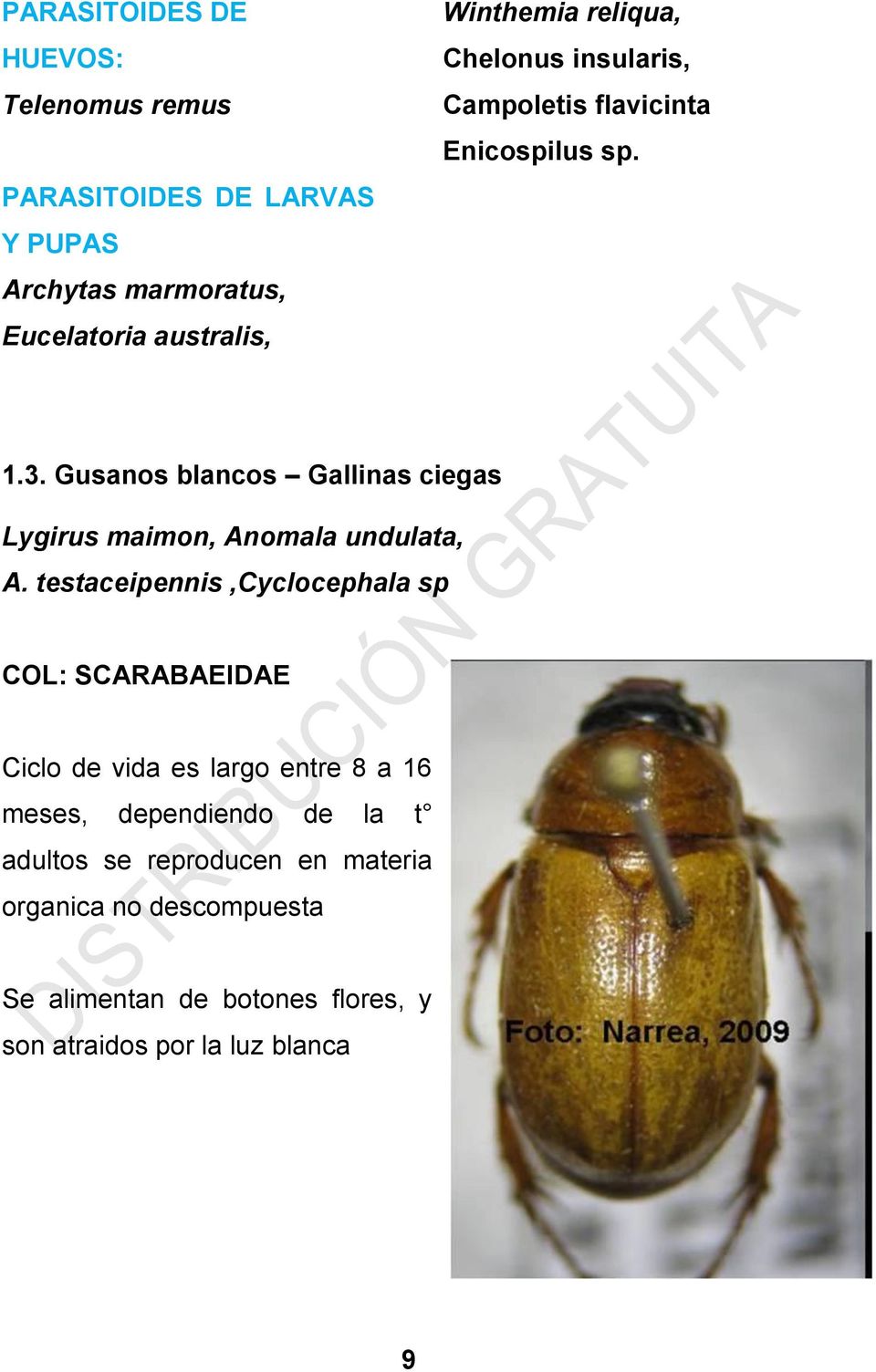 Gusanos blancos Gallinas ciegas Lygirus maimon, Anomala undulata, A.