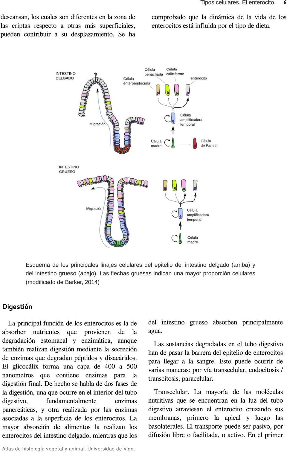 Esquema de los principales linajes celulares del epitelio del intestino delgado (arriba) y del intestino grueso (abajo).