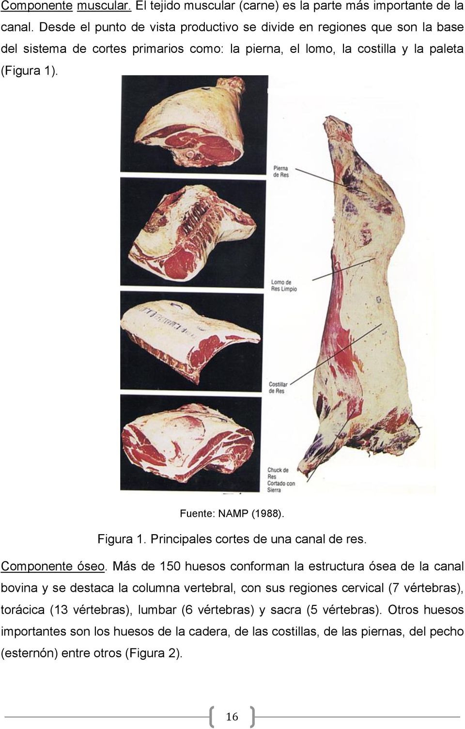 Fuente: NAMP (1988). Figura 1. Principales cortes de una canal de res. Componente óseo.