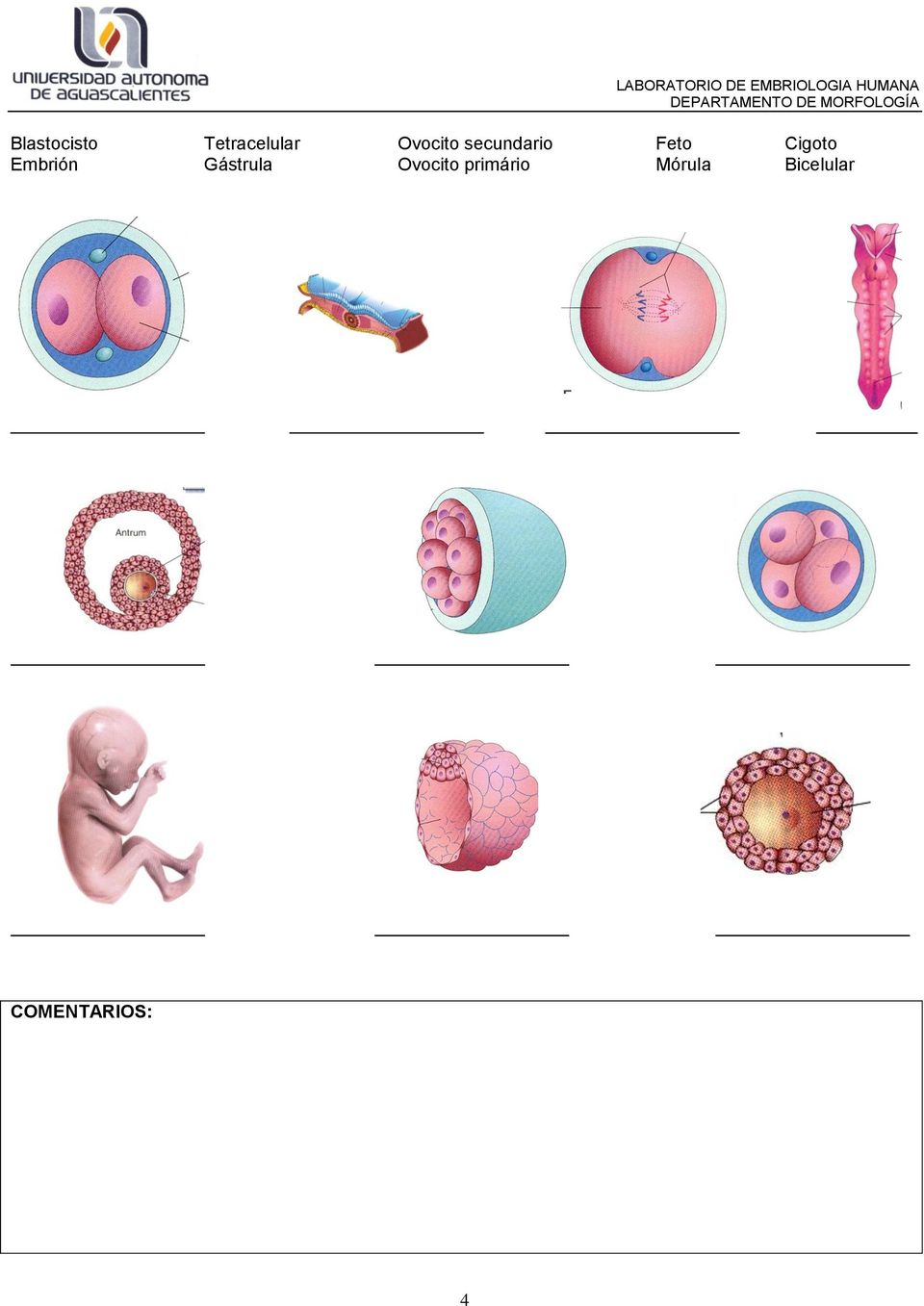 Embrión Gástrula Ovocito
