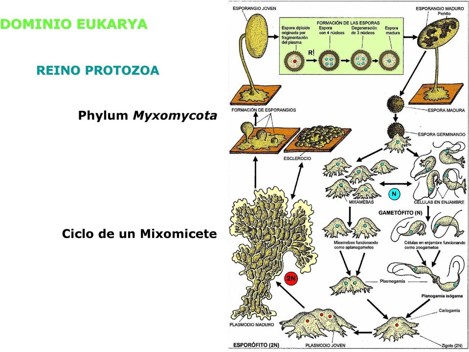 Phylum Myxomycota