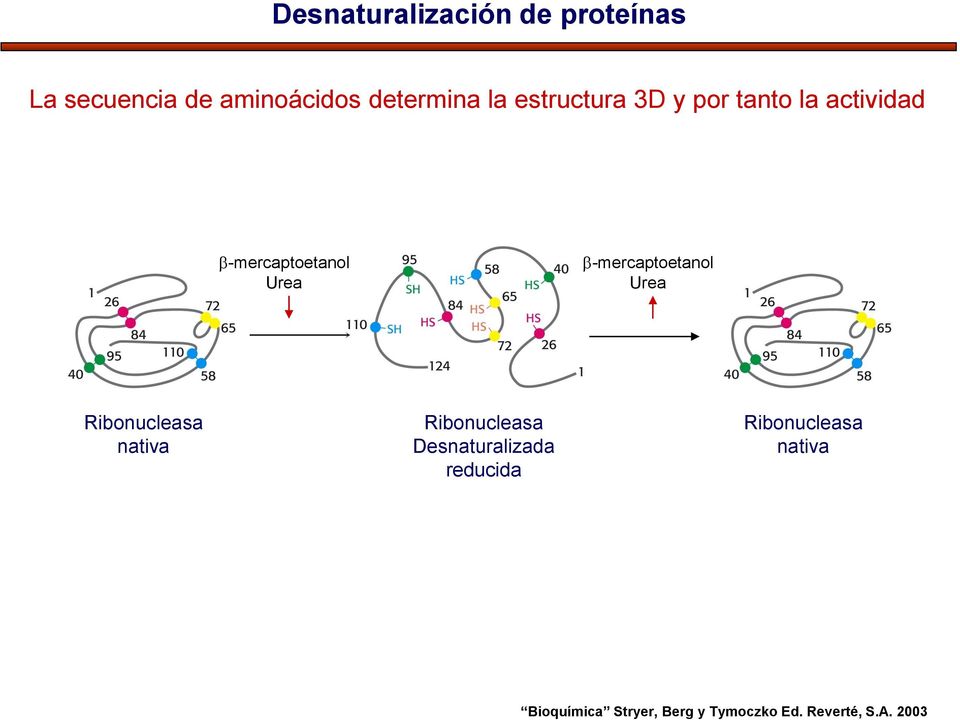 b-mercaptoetanol Urea Ribonucleasa nativa Ribonucleasa Desnaturalizada
