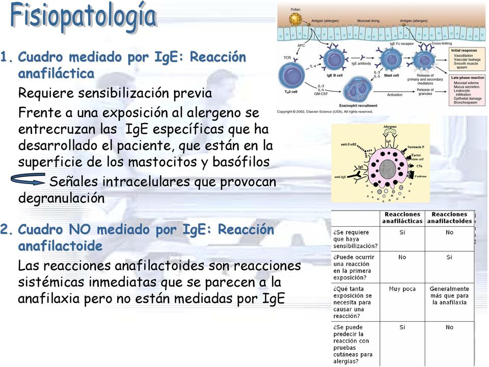 basófilos Señales intracelulares que provocan degranulación 2.