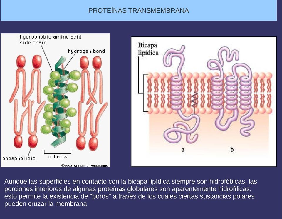 proteínas globulares son aparentemente hidrofílicas; esto permite la