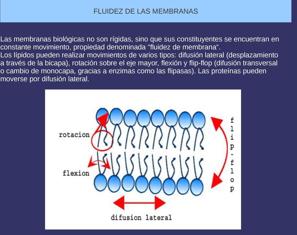 Los lípidos pueden realizar movimientos de varios tipos: difusión lateral (desplazamiento a través de la bicapa),