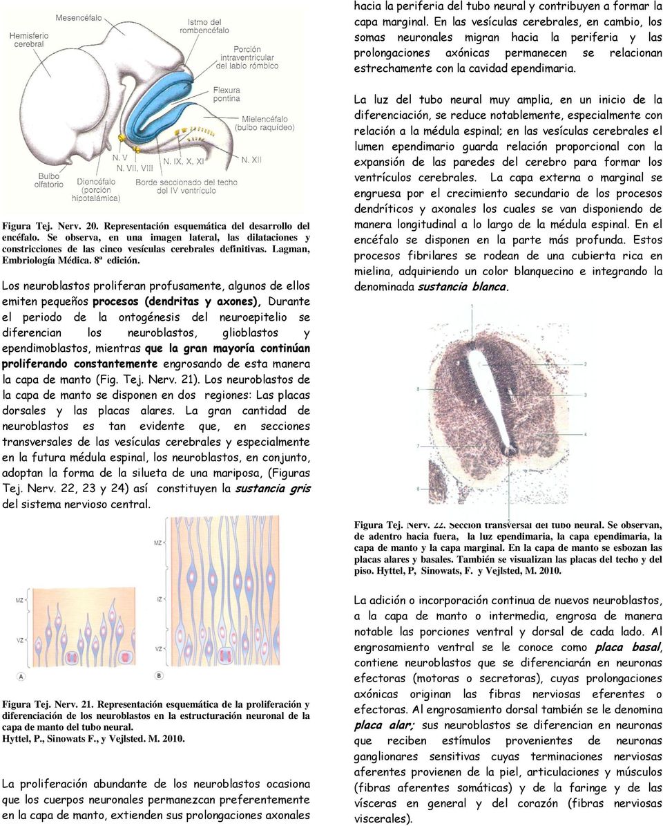 Nerv. 20. Representación esquemática del desarrollo del encéfalo. Se observa, en una imagen lateral, las dilataciones y constricciones de las cinco vesículas cerebrales definitivas.