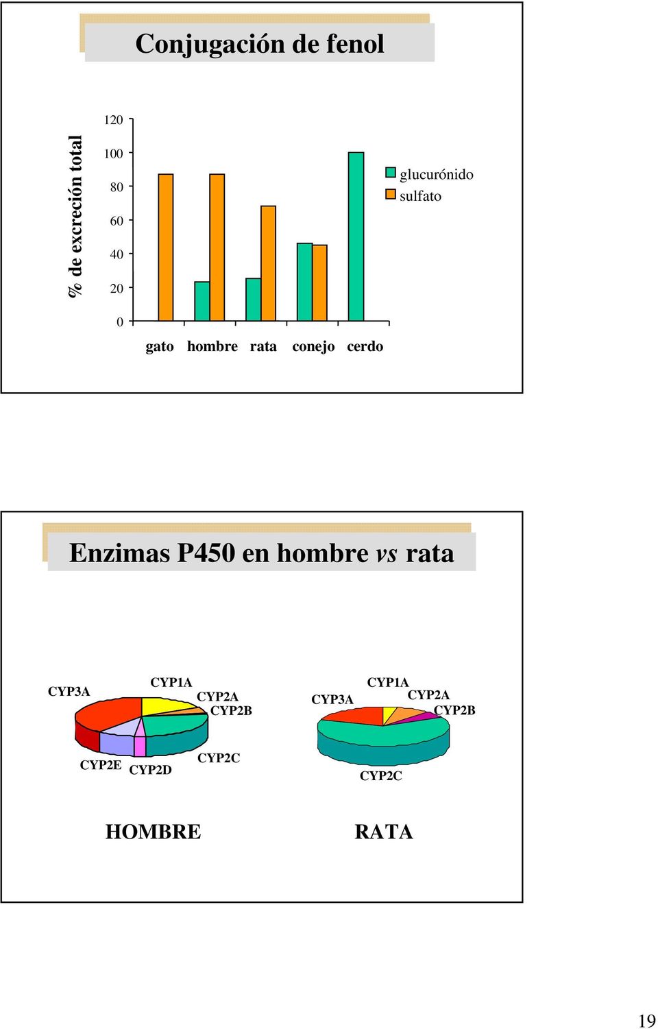 Enzimas P450 en hombre vs rata Enzimas P450 en hombre vs rata CYP3A