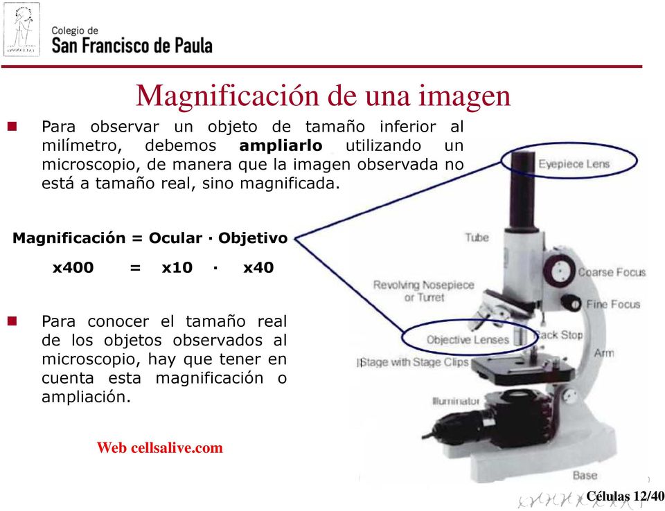Magnificación = Ocular Objetivo x400 = x10 x40 Para conocer el tamaño real de los objetos observados