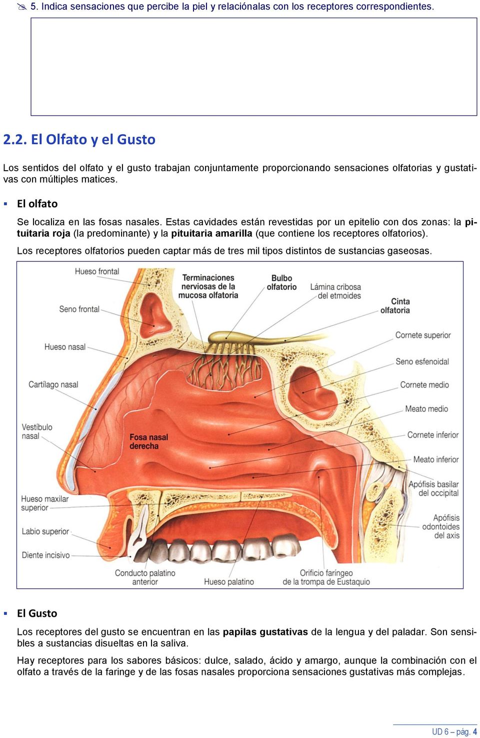 Estas cavidades están revestidas por un epitelio con dos zonas: la pituitaria roja (la predominante) y la pituitaria amarilla (que contiene los receptores olfatorios).