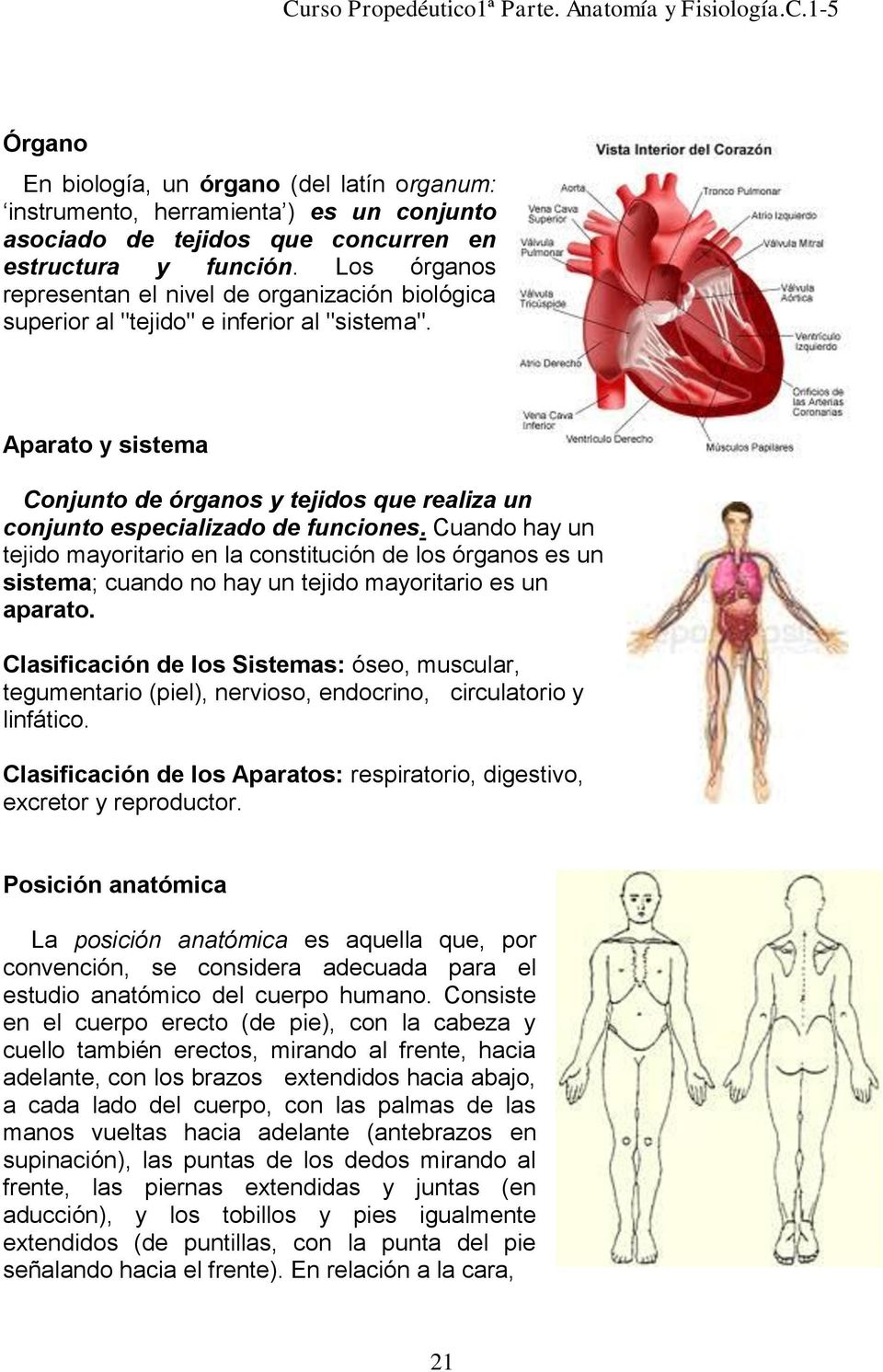 Aparato y sistema Conjunto de órganos y tejidos que realiza un conjunto especializado de funciones.