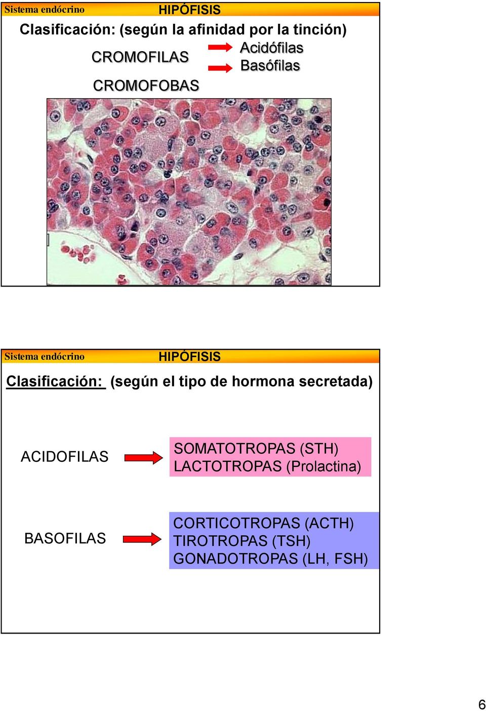 hormona secretada) ACIDOFILAS SOMATOTROPAS (STH) LACTOTROPAS