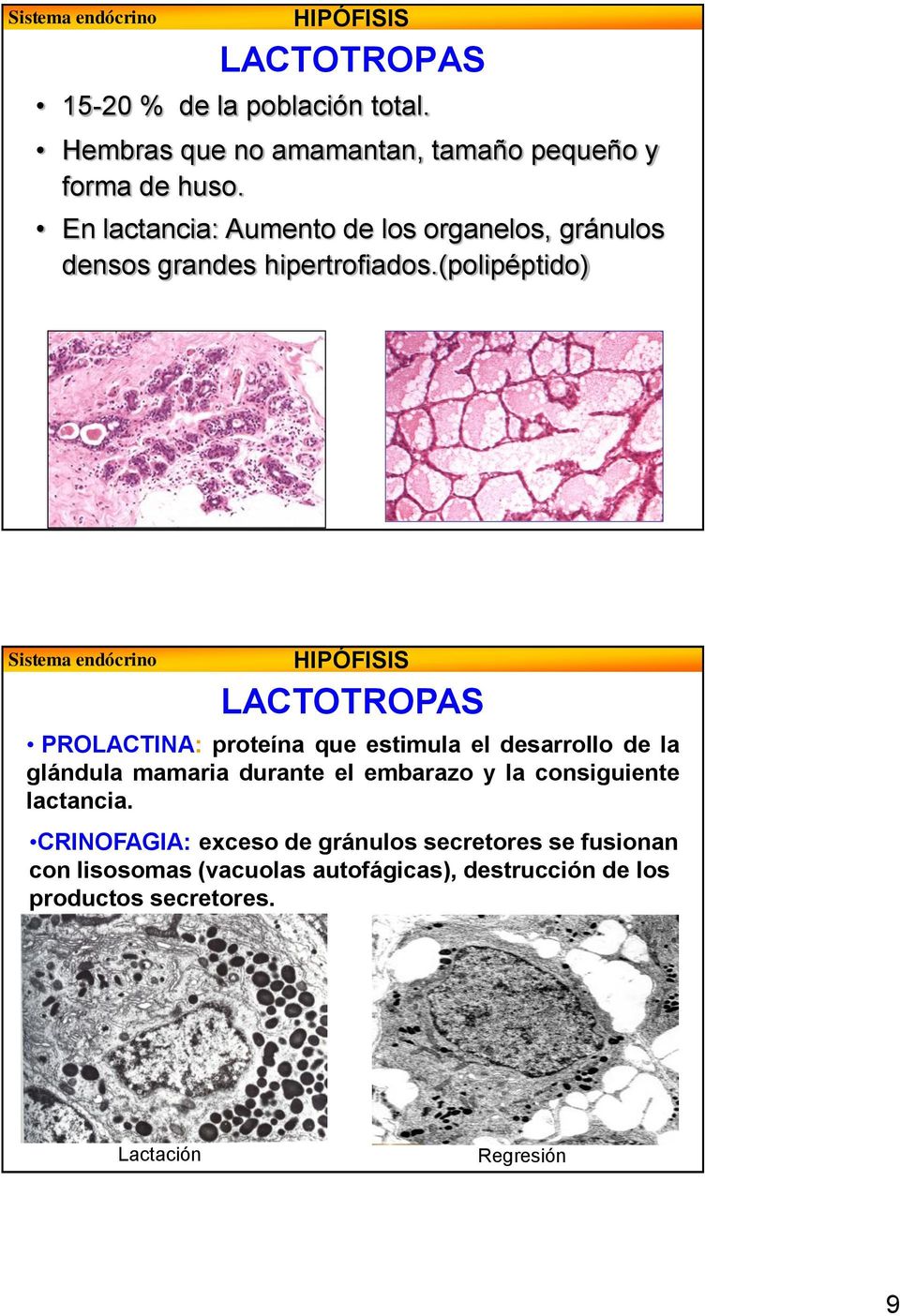 (polipéptido) LACTOTROPAS PROLACTINA: proteína que estimula el desarrollo de la glándula mamaria durante el embarazo y